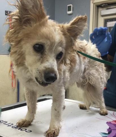 Photo of Nini, adoptable senior Chihuahua in Riverside, California