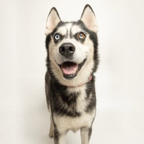 Photo of Slowbro, adoptable senior Husky in Rowlett, Texas