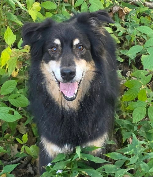 Photo of Jax Allen, adoptable senior Australian Shepherd in Cuba, New York