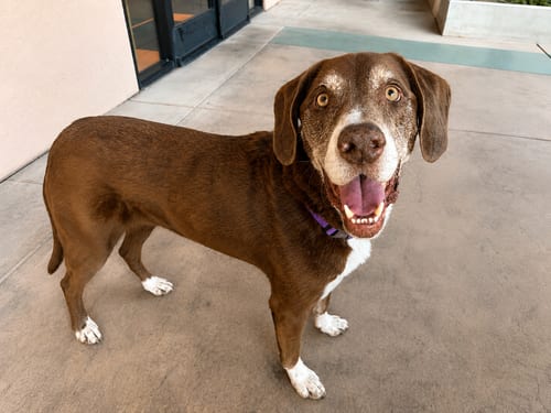 Photo of Rusty, adoptable senior Labrador Retriever in Clovis, California