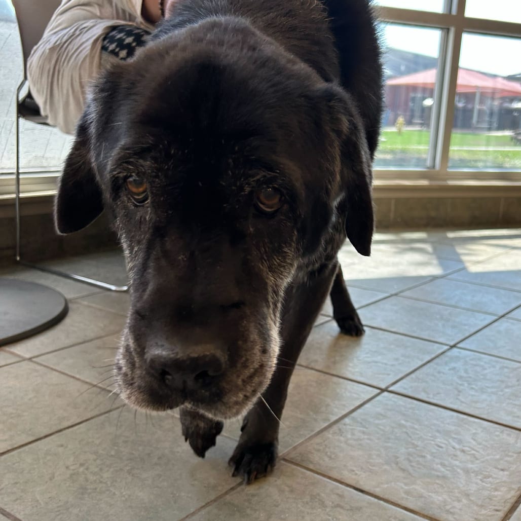 Photo of Bear, adoptable senior Chinese Shar-Pei / Mix in San Antonio, Texas
