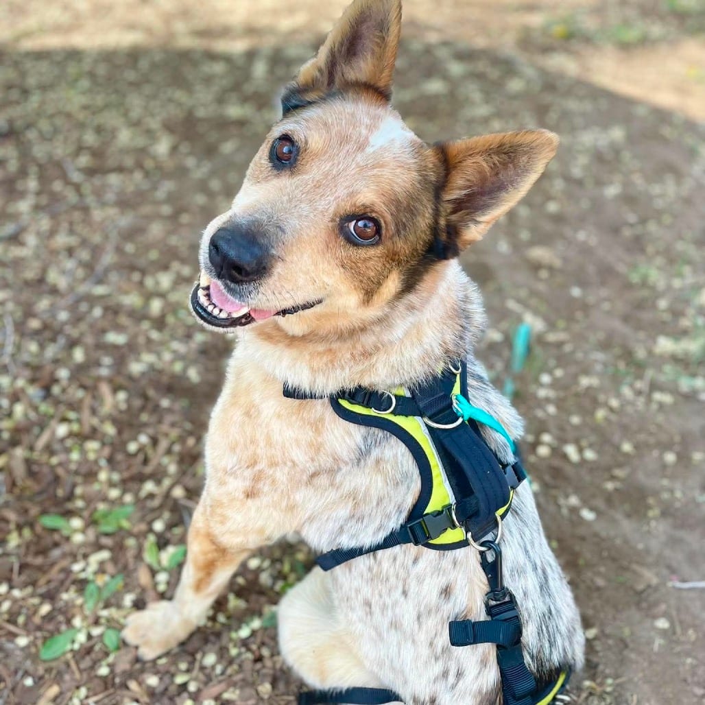 Photo of Chance 2, adoptable senior Cattle Dog in Bend, Oregon