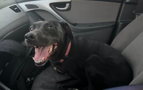 Photo of Bella, adoptable senior Labrador Retriever in Crystal, Minnesota