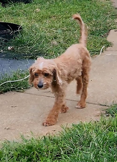Photo of Lily, adoptable senior Cavalier King Charles Spaniel in Imperial, Missouri