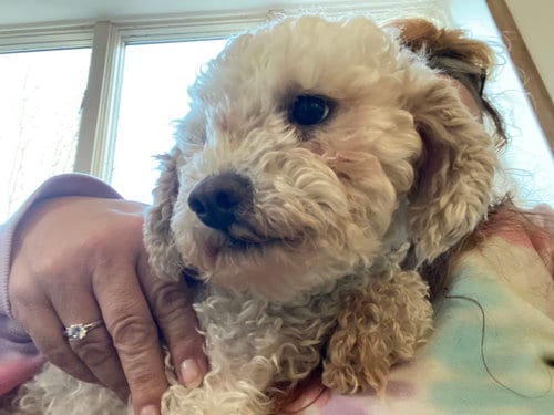 Photo of Laveena, adoptable senior Poodle (unknown type) in Lewistown, Pennsylvania