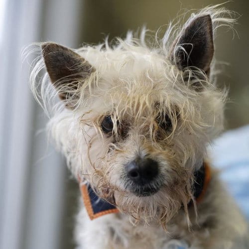 Photo of Fletcher, adoptable senior Terrier in San Antonio, Texas