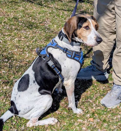Photo of Bonnie, adoptable senior Treeing Walker Coonhound in Georgetown, Kentucky