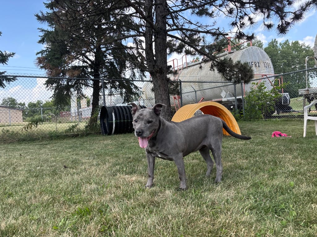 Photo of Asteria, adoptable senior Hound in Findlay, Ohio