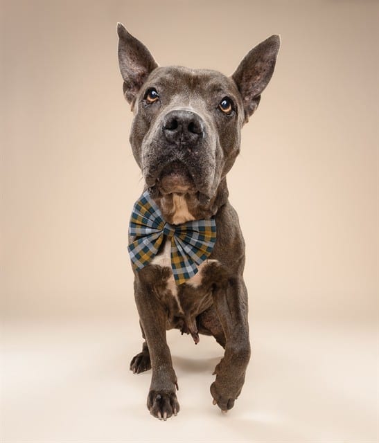 Photo of Ashley, adoptable senior Terrier in Miami, Florida