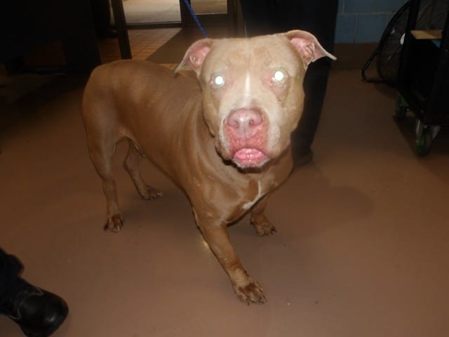 Photo of Kal, adoptable senior American Pit Bull Terrier in Chicago, Illinois