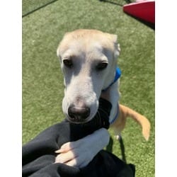 Photo of Woolly, adoptable senior Husky in Baton Rouge, Louisiana