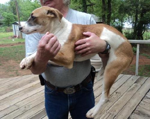 Photo of Bandit, adoptable senior Shepherd in Crescent, Oklahoma