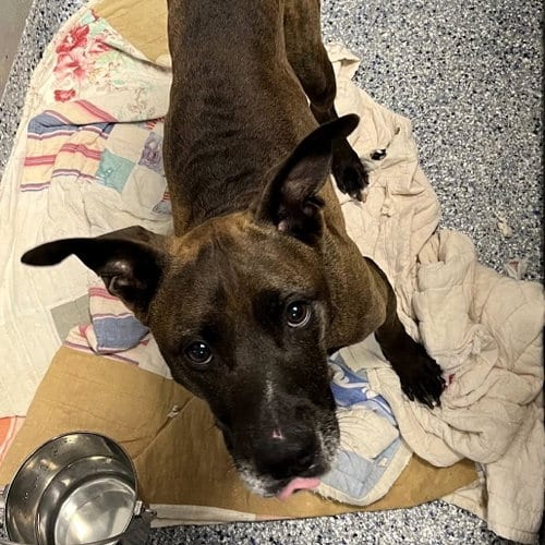 Photo of Nick, adoptable senior Unknown breed in Shelburne, Vermont