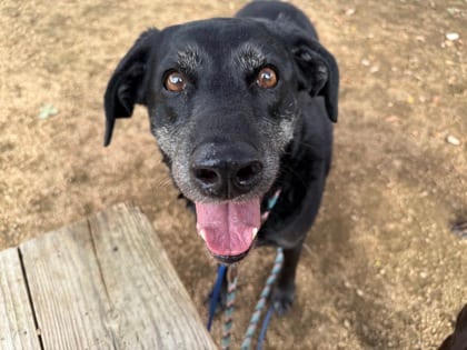 Photo of Nina, adoptable senior dog in Georgetown, Texas