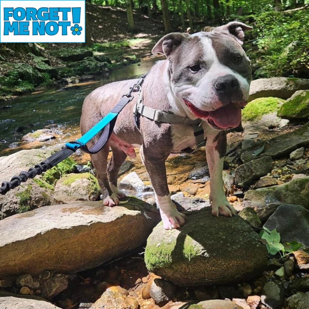 Photo of Zeus, adoptable senior Terrier, American Pit Bull in Baltimore, Maryland