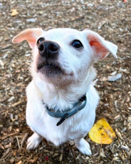 Photo of Mellow, adoptable senior dog in Auburn, Washington