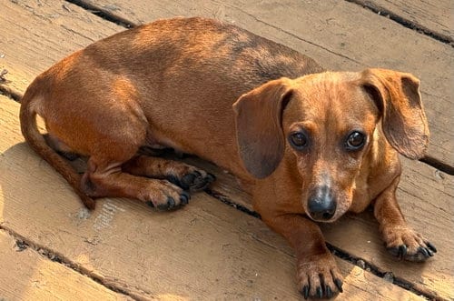 Photo of Eileen, adoptable senior Dachshund in Sioux Falls, South Dakota