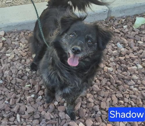 Photo of Shadow, adoptable senior Australian Terrier in Albuquerque, New Mexico