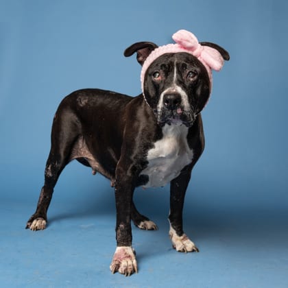 Photo of Mona, adoptable senior dog in Atlanta, Georgia