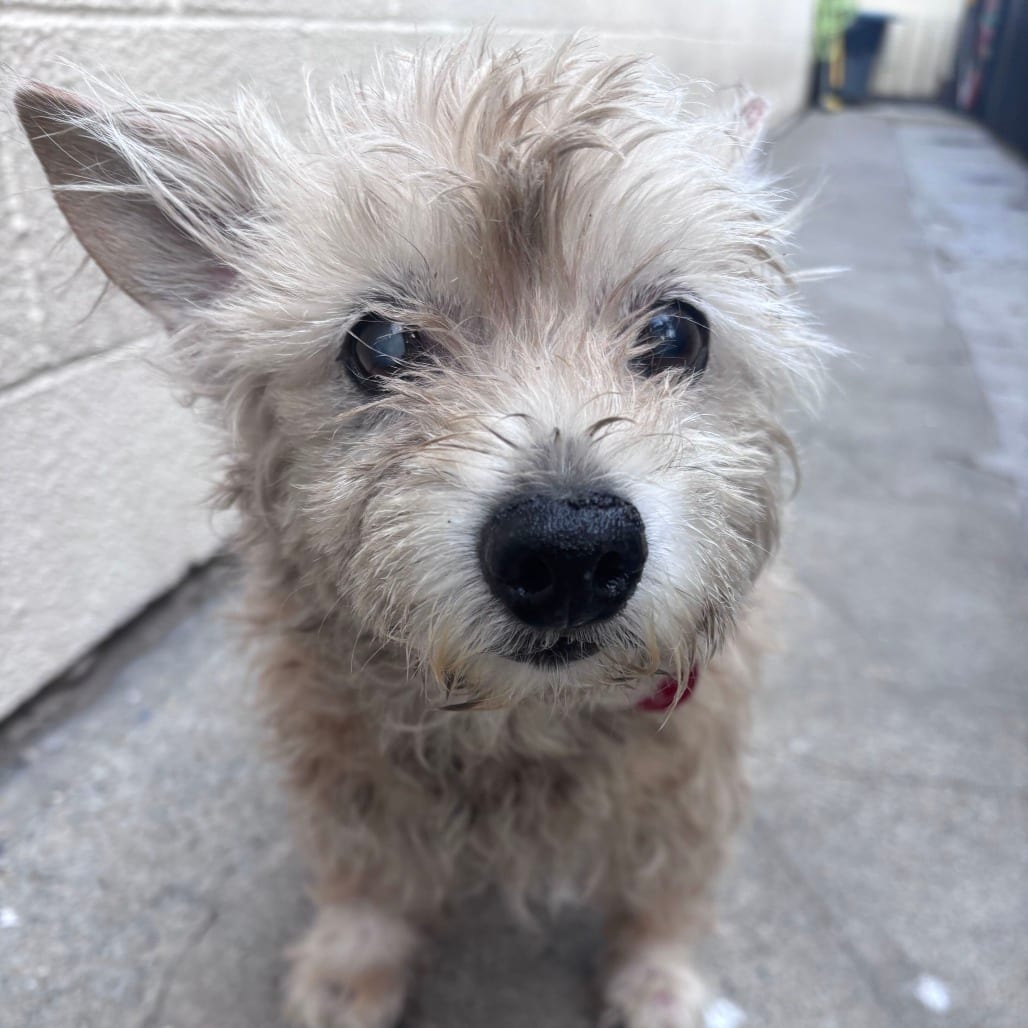 Photo of Duke, adoptable senior Terrier / Mix in San Francisco, California