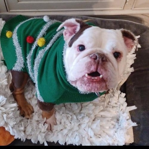 Photo of Izzy, adoptable senior English Bulldog in Hayward, California