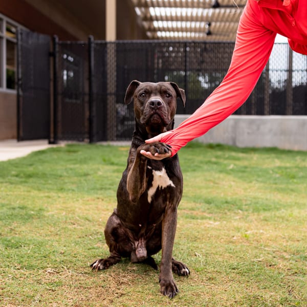 Photo of Old Man Harold, adoptable senior Pit Bull cross in Lawrenceville, Georgia