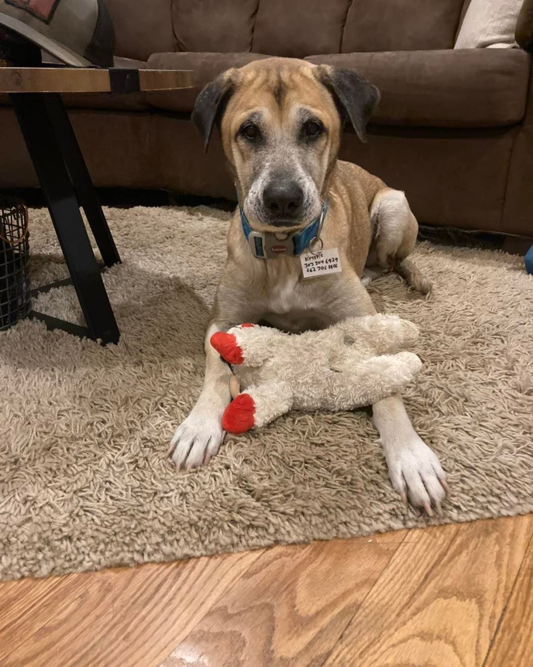 Photo of Krisitie, adoptable senior German Shepherd Dog in Loveland, Colorado