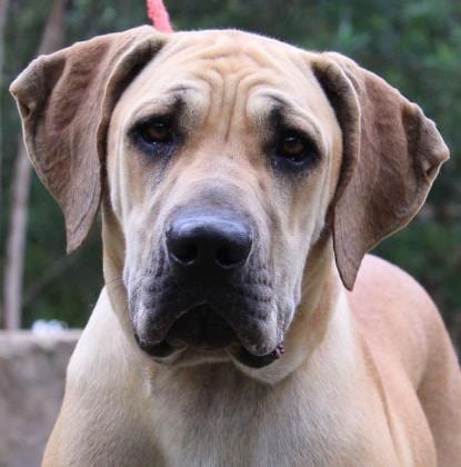 Photo of Meredith, adoptable senior Fila Brasileiro in Jasper, Alabama