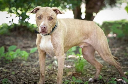 Levi, adoptable senior Terrier in Lewistown, PA