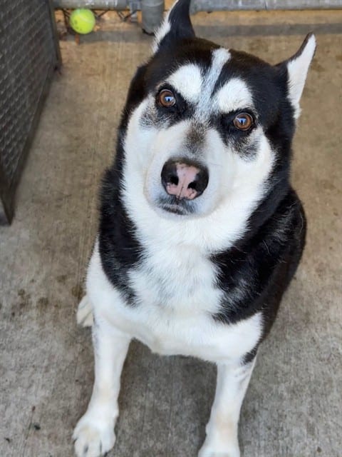 Photo of Cole Porter, adoptable senior Alaskan Husky in Chicago, Illinois