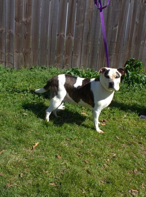 Rosemary, adoptable senior Unknown breed (medium coat) in Jackson, MS