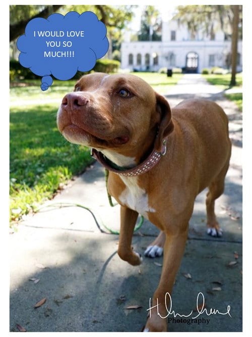 Amora, adoptable senior American Staffordshire Terrier in Sanford, FL