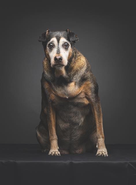 Photo of Harley, adoptable senior Rottweiler in Dallas, Texas