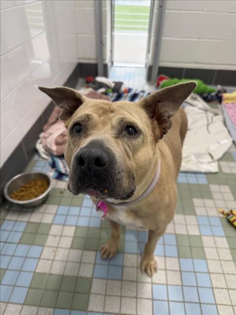 Photo of Ivory, adoptable senior American Staffordshire Terrier in Fort Collins, Colorado