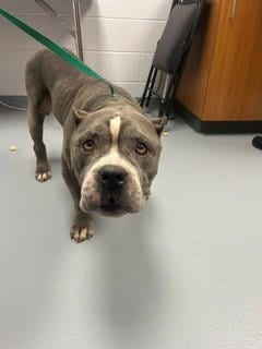 Photo of Bruno, adoptable senior Pit Bull Terrier in St. Cloud, Florida