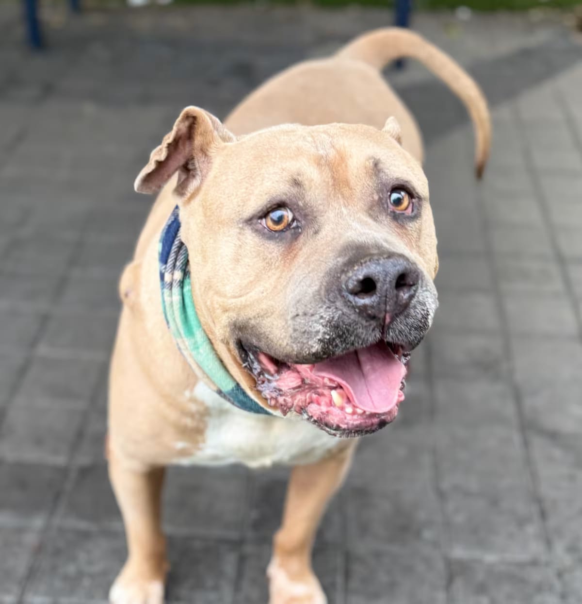 Photo of Blue, adoptable senior American Bulldog in Oakland, California