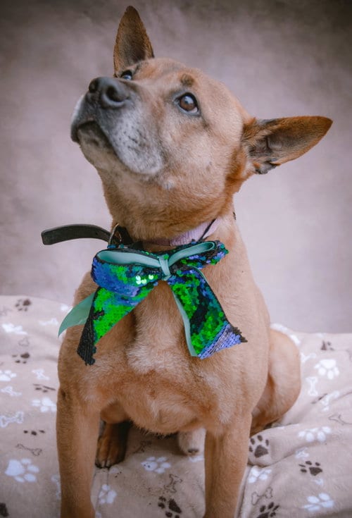Duke (Kenzo), adoptable senior Jindo (Korean) in Inglewood, CA