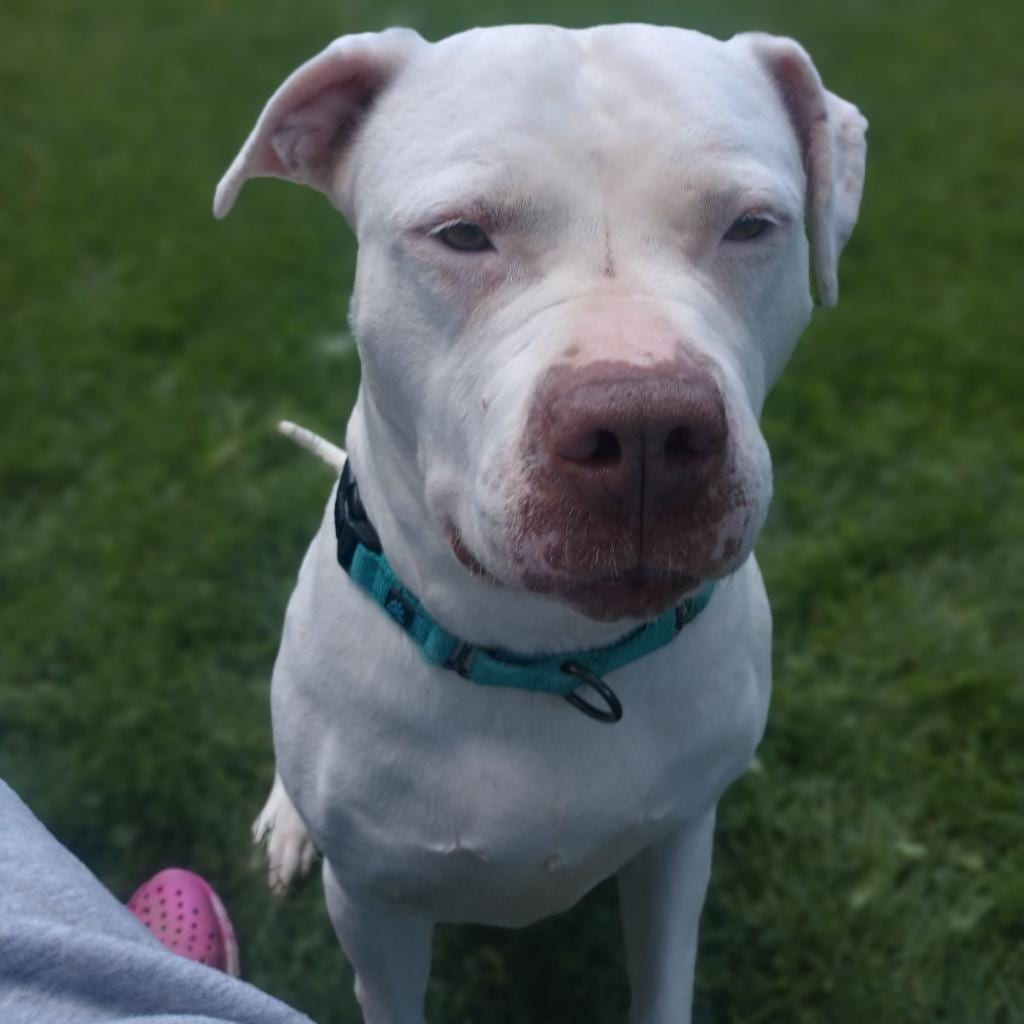 Photo of Freckles, adoptable senior Terrier, American Pit Bull in Berea, Ohio