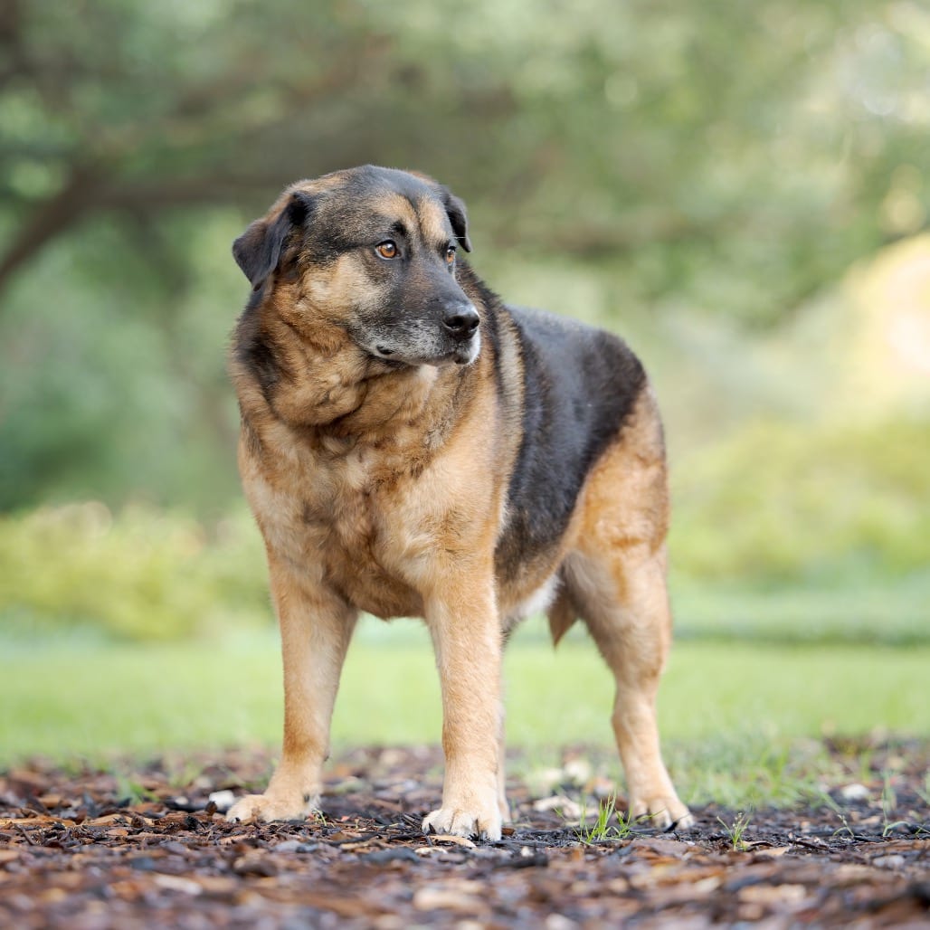 Photo of Pear, adoptable senior Shepherd, German in Dallas, Texas
