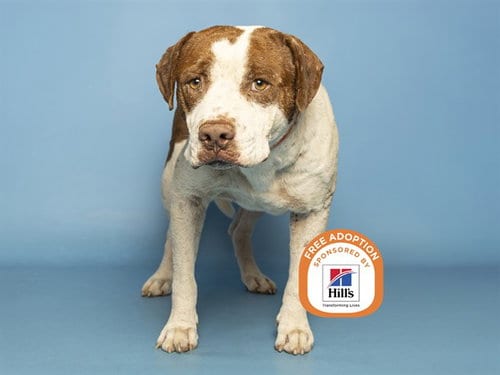 Photo of Juanito, adoptable senior American Pit Bull Terrier in Phoenix, Arizona