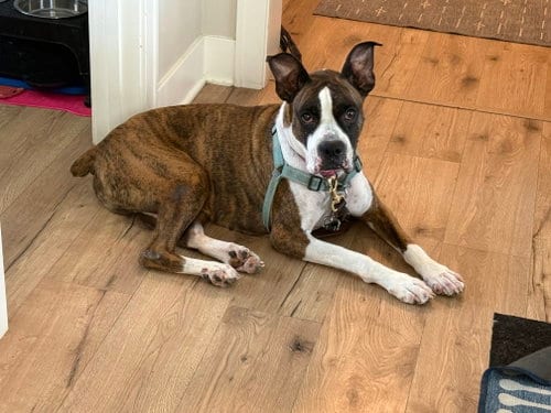Photo of Drax, adoptable senior Boxer in Woodbury, Minnesota