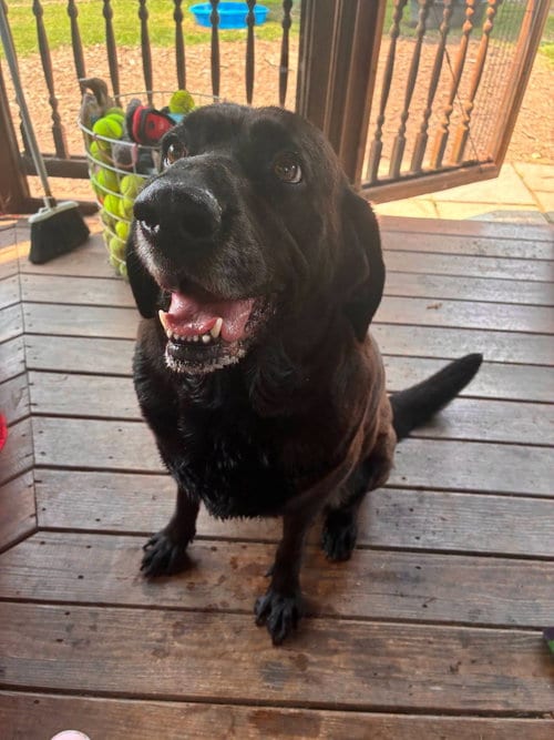 Photo of Susy, adoptable senior Black Labrador Retriever in Martinsburg, West Virginia