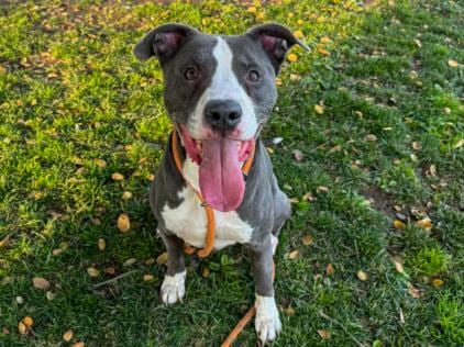 Photo of Scrappy, adoptable senior Pit Bull Terrier in Los Angeles, California