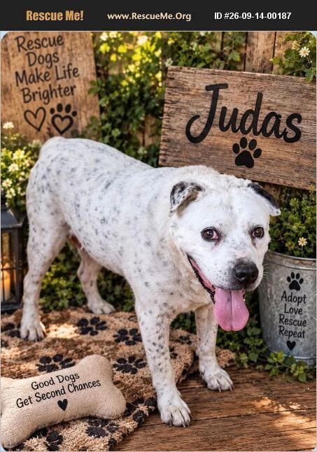Photo of Judas, adoptable senior American Staffordshire Terrier in Benton, Pennsylvania