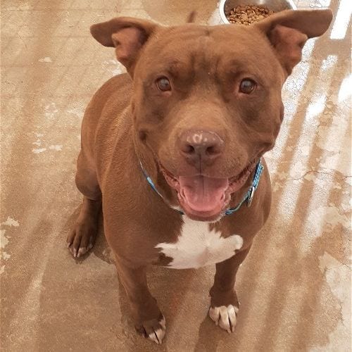 Taz, adoptable senior American Staffordshire Terrier in Cottonwood, AZ