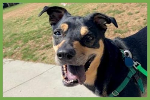 Photo of Tessa, adoptable senior Shepherd in Amherst, Massachusetts