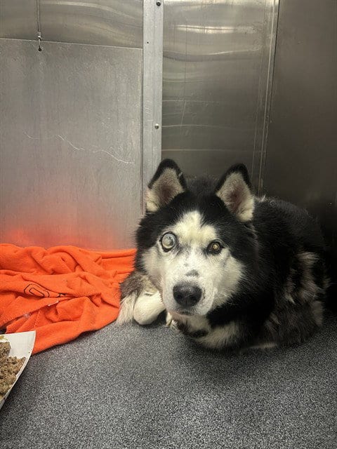 Photo of Smokey, adoptable senior Alaskan Malamute in Dallas, Texas