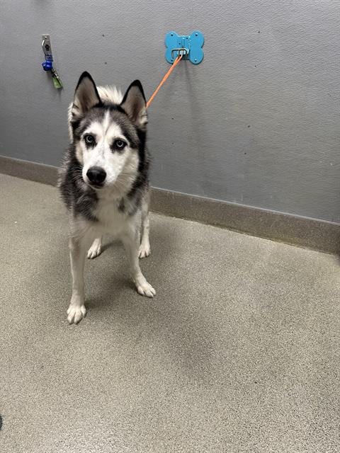 Photo of Flash, adoptable senior Siberian Husky in Las Vegas, Nevada