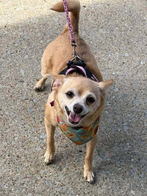 Photo of Chloe aka (Lighting), adoptable senior Chihuahua in Columbia, Tennessee