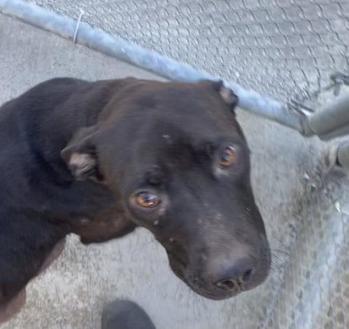 Photo of Melody, adoptable senior American Staffordshire Terrier in Burnsville, North Carolina